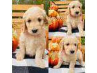 Goldendoodle Puppy for sale in Shelton, WA, USA