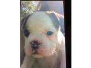 Miniature Bulldog Puppy for sale in Floodwood, MN, USA