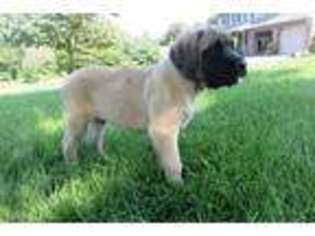 Mastiff Puppy for sale in Newmanstown, PA, USA