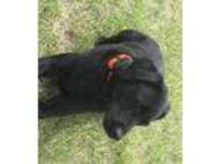 Labrador Retriever Puppy for sale in Kensington, KS, USA