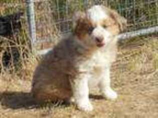 Miniature Australian Shepherd Puppy for sale in Prineville, OR, USA