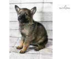 German Shepherd Dog Puppy for sale in Canton, OH, USA