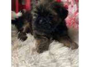 Mutt Puppy for sale in Elgin, SC, USA