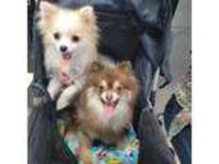 Pomeranian Puppy for sale in Spring Hill, FL, USA