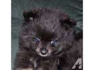 Pomeranian Puppy for sale in LATROBE, PA, USA