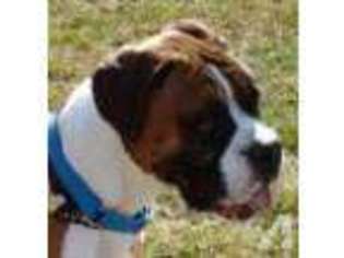 Boxer Puppy for sale in SUNDERLAND, MA, USA