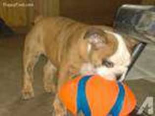 Bulldog Puppy for sale in MARIETTA, GA, USA