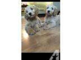 Goldendoodle Puppy for sale in LITTLE ROCK, AR, USA