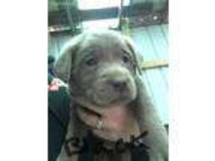 Labrador Retriever Puppy for sale in Freetown, IN, USA
