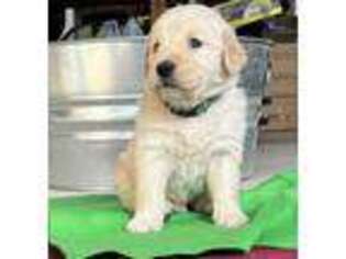 Golden Retriever Puppy for sale in Angier, NC, USA