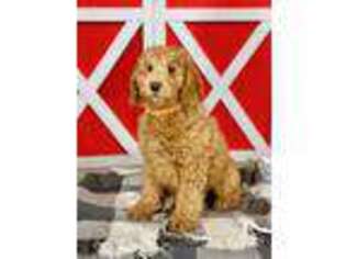 Goldendoodle Puppy for sale in Frankfort, KS, USA