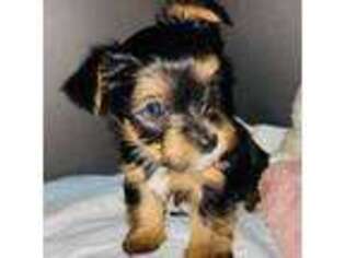 Yorkshire Terrier Puppy for sale in Dayton, TX, USA