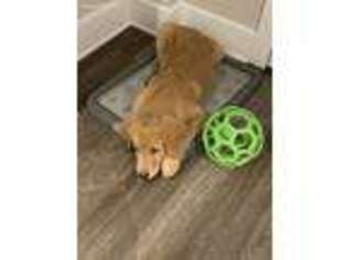Golden Retriever Puppy for sale in Arlington, VA, USA