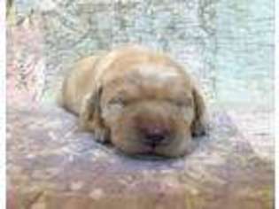 Labrador Retriever Puppy for sale in Lynchburg, VA, USA