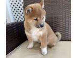 Shiba Inu Puppy for sale in Carteret, NJ, USA