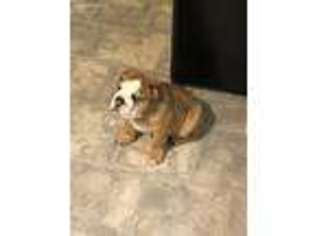 Bulldog Puppy for sale in Freeburg, IL, USA