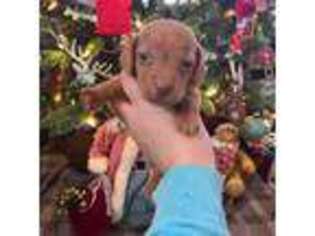 Dachshund Puppy for sale in Princeton, NC, USA