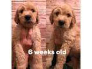 Goldendoodle Puppy for sale in Dearborn Heights, MI, USA