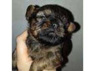 Affenpinscher Puppy for sale in Talihina, OK, USA