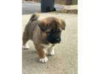 Akita Puppy for sale in Clarksville, TN, USA