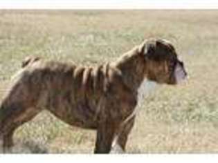 Bulldog Puppy for sale in Erie, KS, USA