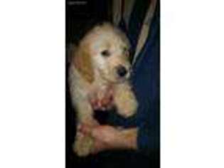 Labradoodle Puppy for sale in Augusta, KY, USA