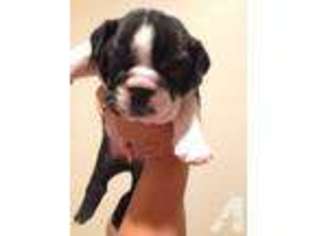Bulldog Puppy for sale in HEMET, CA, USA