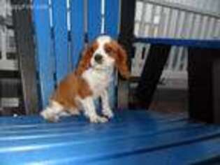 Cavalier King Charles Spaniel Puppy for sale in Chouteau, OK, USA