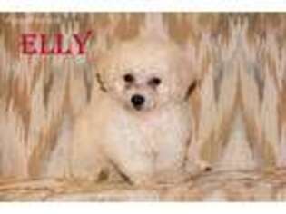 Bichon Frise Puppy for sale in Scurry, TX, USA