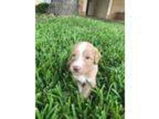 Mutt Puppy for sale in Muenster, TX, USA