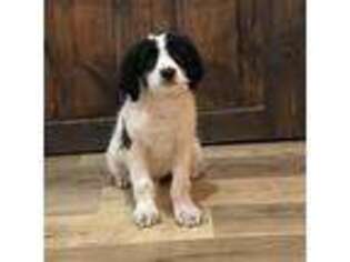 Greater Swiss Mountain Dog Puppy for sale in Rock Valley, IA, USA