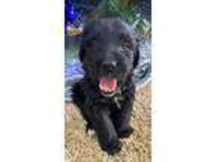Mutt Puppy for sale in Rogersville, MO, USA