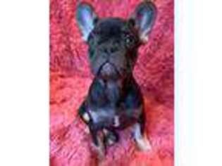 French Bulldog Puppy for sale in NEW HARTFORD, CT, USA