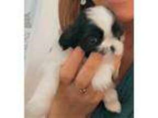 Mutt Puppy for sale in Parrish, FL, USA