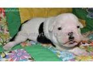 Bulldog Puppy for sale in Folkston, GA, USA