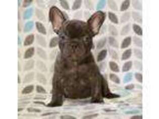 French Bulldog Puppy for sale in Coleman, TX, USA