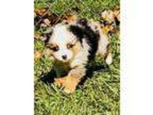 Miniature Australian Shepherd Puppy for sale in Alba, TX, USA