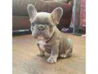 French Bulldog Puppy for sale in Edinburg, TX, USA