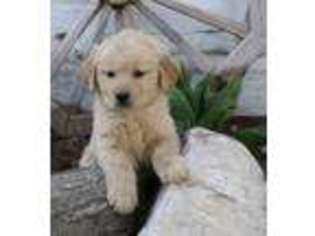 Golden Retriever Puppy for sale in New Paris, IN, USA