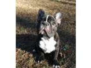 French Bulldog Puppy for sale in Gloster, MS, USA