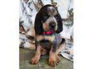 Bluetick Coonhound Puppy for sale in Spokane, WA, USA