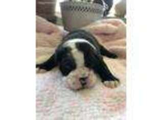 Olde English Bulldogge Puppy for sale in Winchester, VA, USA