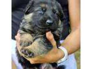 German Shepherd Dog Puppy for sale in Prior Lake, MN, USA