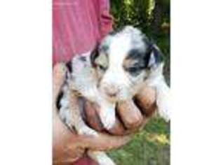 Miniature Australian Shepherd Puppy for sale in Pearl River, NY, USA
