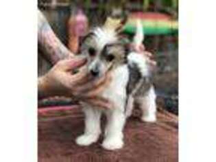 Chinese Crested Puppy for sale in Hollywood, FL, USA