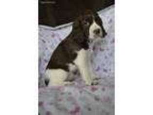English Springer Spaniel Puppy for sale in Oberlin, KS, USA
