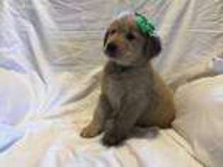 Golden Retriever Puppy for sale in Blacksburg, VA, USA