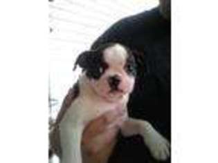 Boston Terrier Puppy for sale in Merrillville, IN, USA