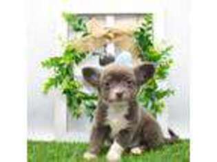 Chihuahua Puppy for sale in Bulls Gap, TN, USA