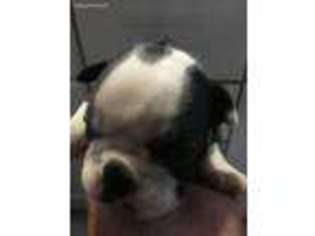 Boston Terrier Puppy for sale in Jackson, NJ, USA